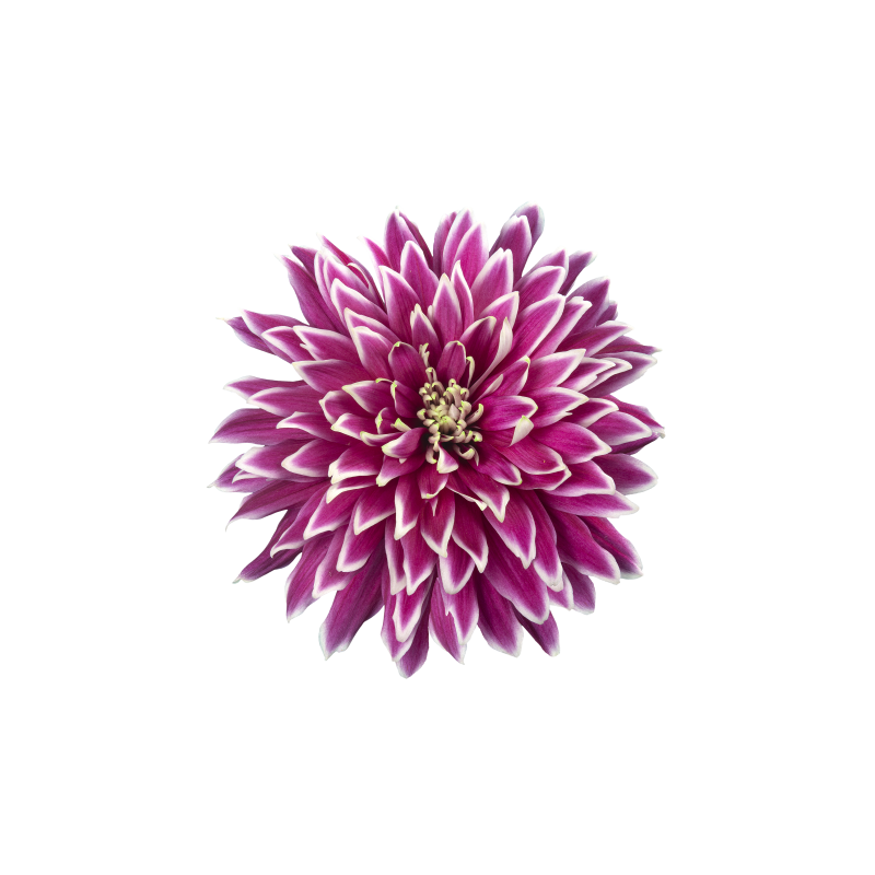 Pianta di Crisantemo 'Typhoon'