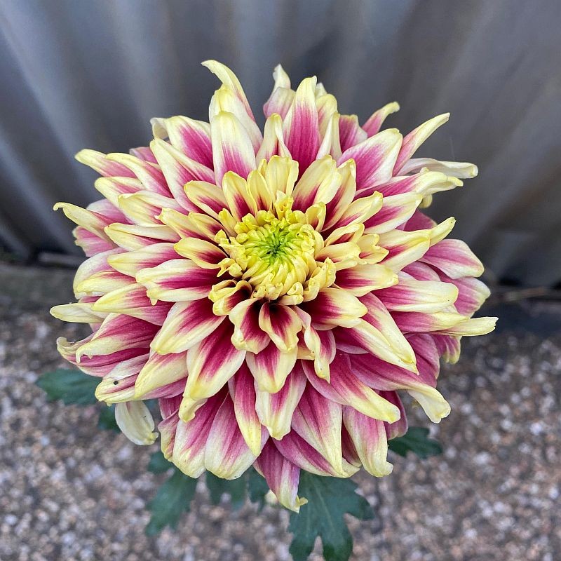 Pianta di Crisantemo 'Typhoon Red'