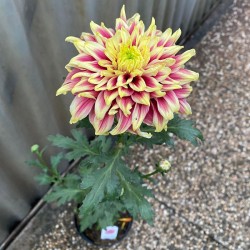 Pianta di Crisantemo 'Typhoon Red'