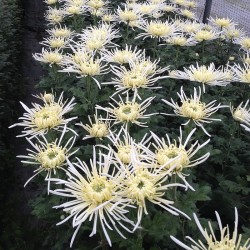 Pianta di Crisantemo 'Veneri Bianco'