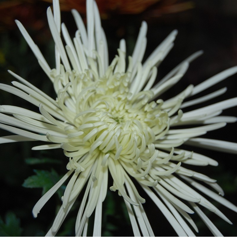 Pianta di Crisantemo 'Veneri Bianco'