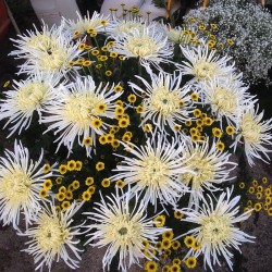 Pianta di Crisantemo 'Veneri Bianco'