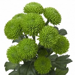 Pianta di Crisantemo...