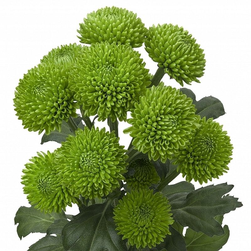 Pianta di Crisantemo 'Wathsapp'