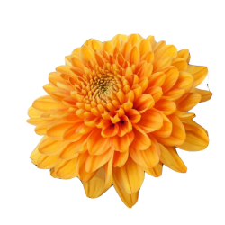 Pianta di Crisantemo...