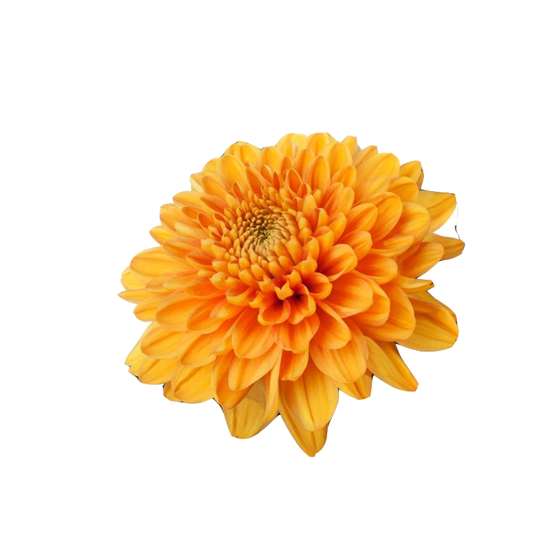 Pianta di Crisantemo 'Willem Orange'