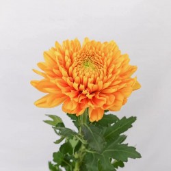 Pianta di Crisantemo 'Willem Orange'