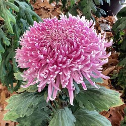 Pianta di Crisantemo 'Maman...