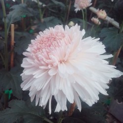 Pianta di Crisantemo 'Maria...