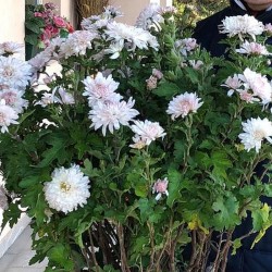 Pianta di Crisantemo 'Maria di Bolgheri'