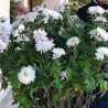 Pianta di Crisantemo 'Maria di Bolgheri'
