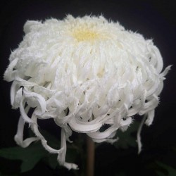 Pianta di Crisantemo 'Nin'