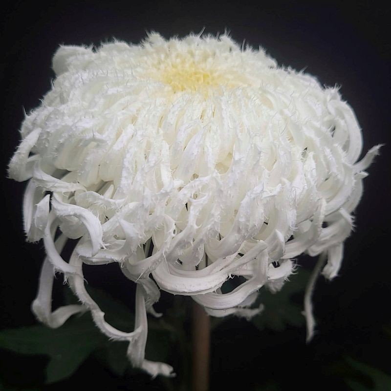 Pianta di Crisantemo 'Nin'