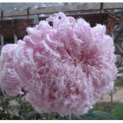 Pianta di Crisantemo 'Oiseaux du Paradise'