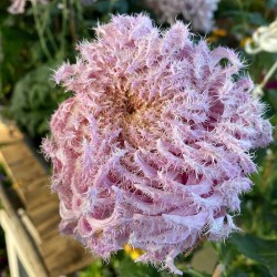 Pianta di Crisantemo...