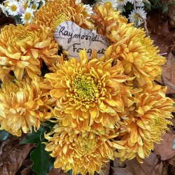 Pianta di Crisantemo 'Raymond Fouquet'