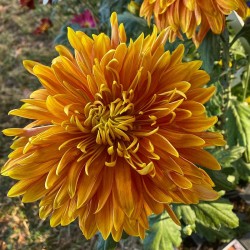 Pianta di Crisantemo 'Raymond Fouquet'