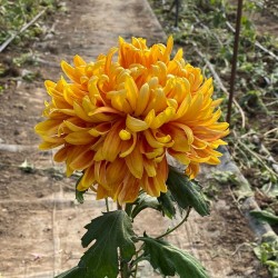 Pianta di Crisantemo...