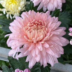 Pianta di Crisantemo 'Rod...