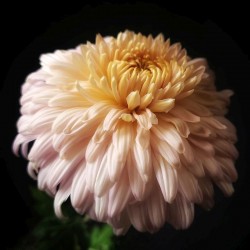 Pianta di Crisantemo 'Rod Brown'