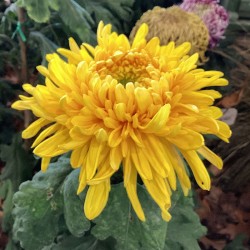 Pianta di Crisantemo 'Sabre'