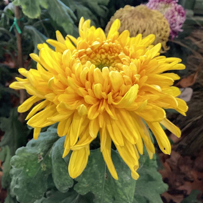 Pianta di Crisantemo 'Sabre'