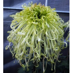 Pianta di Crisantemo 'Sakda'