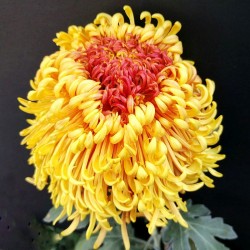 Pianta di Crisantemo 'Sefah'