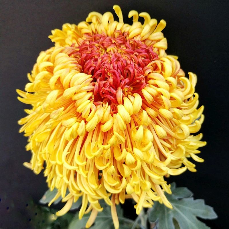 Pianta di Crisantemo 'Sefah'