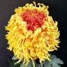 Pianta di Crisantemo 'Sefah'