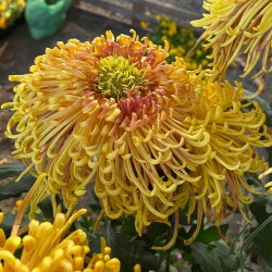 Pianta di Crisantemo 'Sefah'