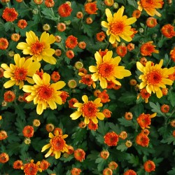 Pianta di Crisantemo 'Yahoo...