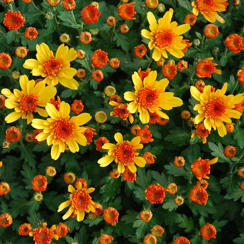 Pianta di Crisantemo 'Yahoo Abricot'