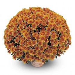 Pianta di Crisantemo 'Yahoo Abricot'