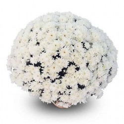 Pianta di Crisantemo 'Yahoo Coco'