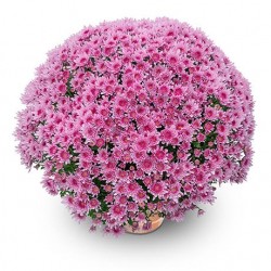 Pianta di Crisantemo 'Yahoo Bonbon'