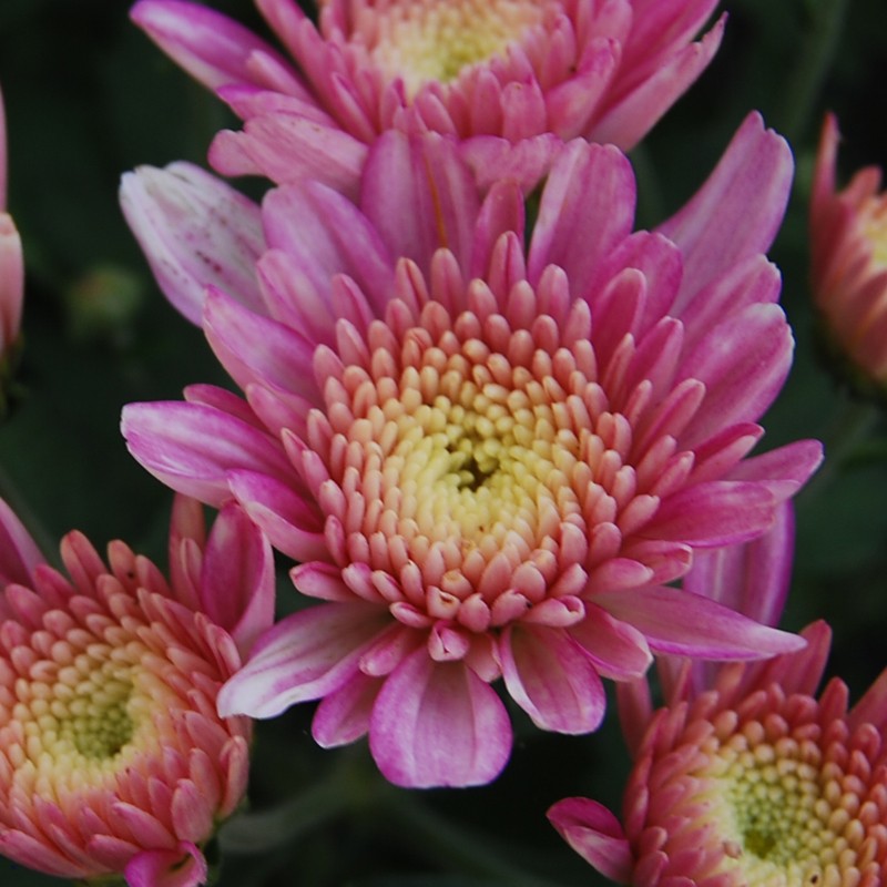 Pianta di Crisantemo 'Yahoo Bonbon'