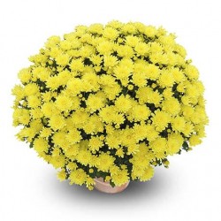 Pianta di Crisantemo 'Clero...