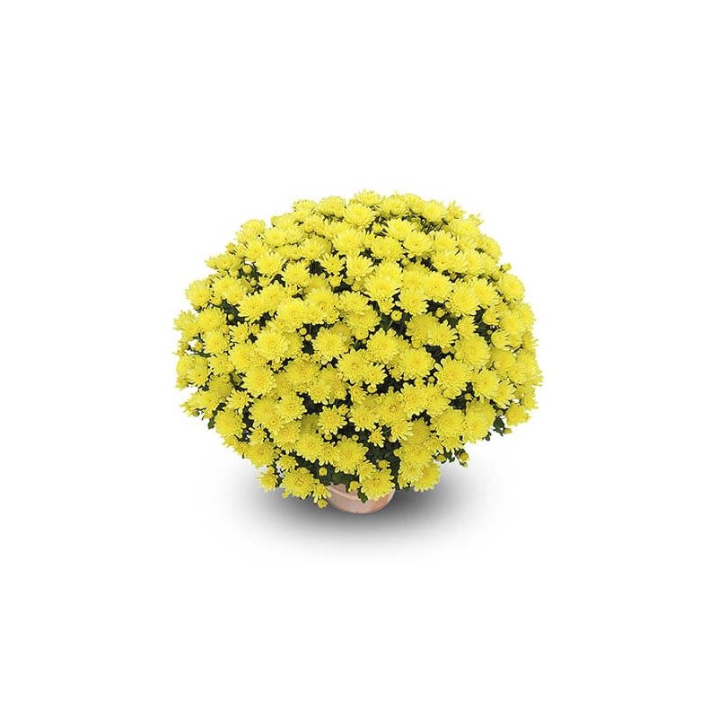 Pianta di Crisantemo 'Clero Citron'