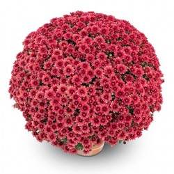 Pianta di Crisantemo 'Comix...