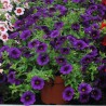Calibrachoa 'Mini Famous Neo Royal Blue'