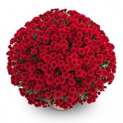 Pianta di Crisantemo 'Dandy...