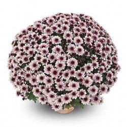 Pianta di Crisantemo 'Lagoa...