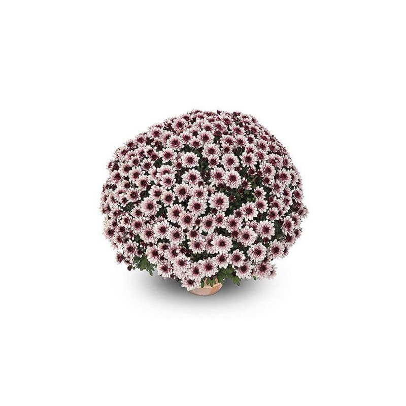 Pianta di Crisantemo 'Lagoa Rose'