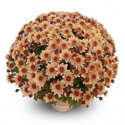 Pianta di Crisantemo 'Pasoa Grenadine'