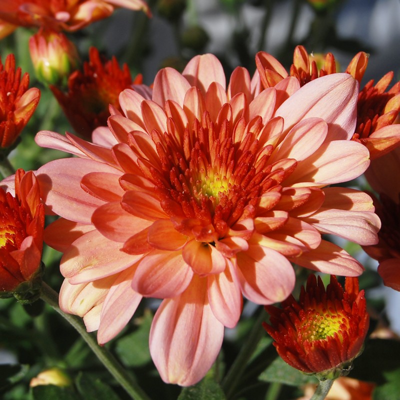 Pianta di Crisantemo 'Pasoa Grenadine'