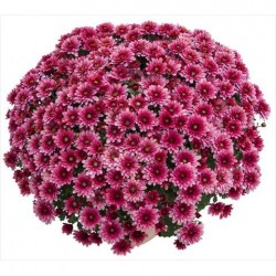 Pianta di Crisantemo...