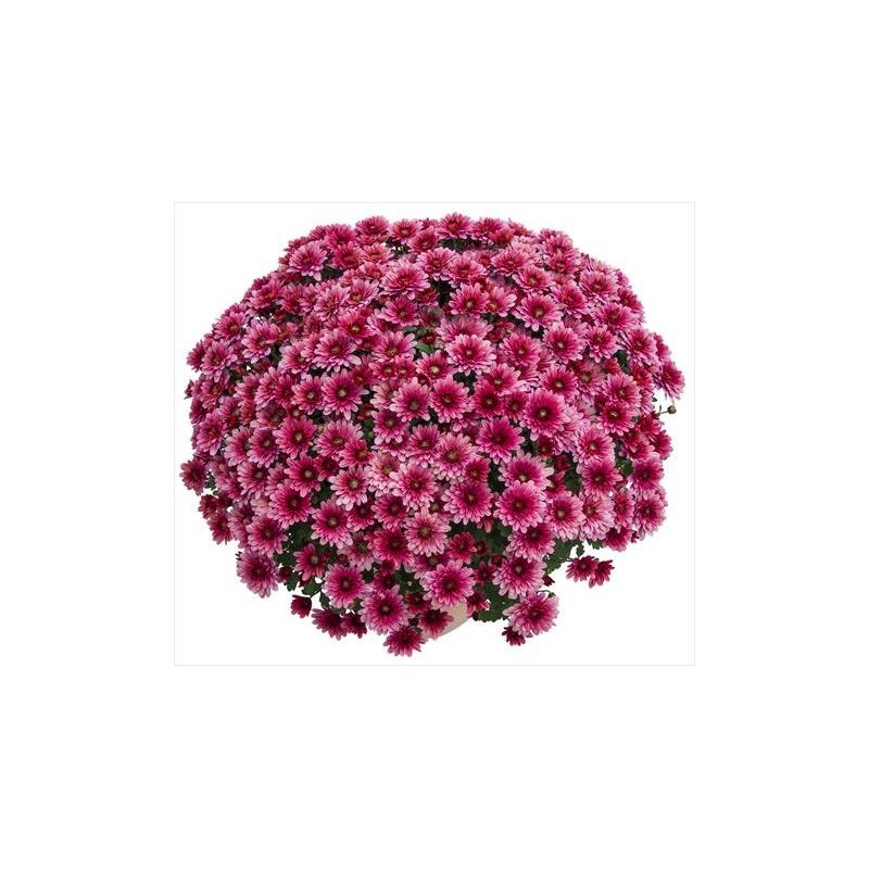 Pianta di Crisantemo 'Sultan Cerise'