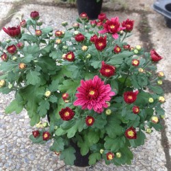 Pianta di Crisantemo 'Sultan Cerise'