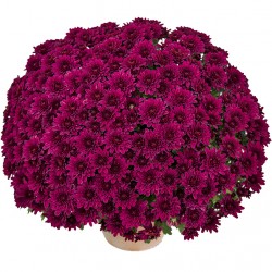 Pianta di Crisantemo...